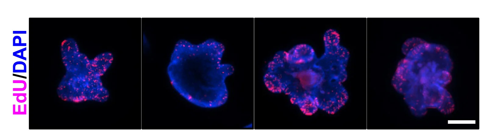 Open access visualization of Microscopy, IF Staining, EdU, Mouse Colonoids