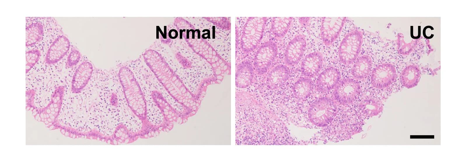 Open access visualization of Microscopy, Statistical Analysis, Colonoid Formation, Crypts, Buds per Colonoid