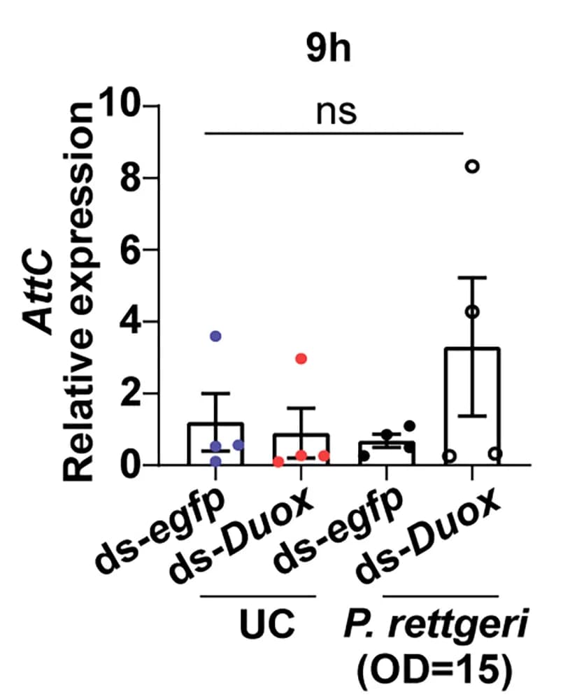 Open access visualization of Error Bars, Scatter Plot, Gene Expression, AMPs AttC, Gut