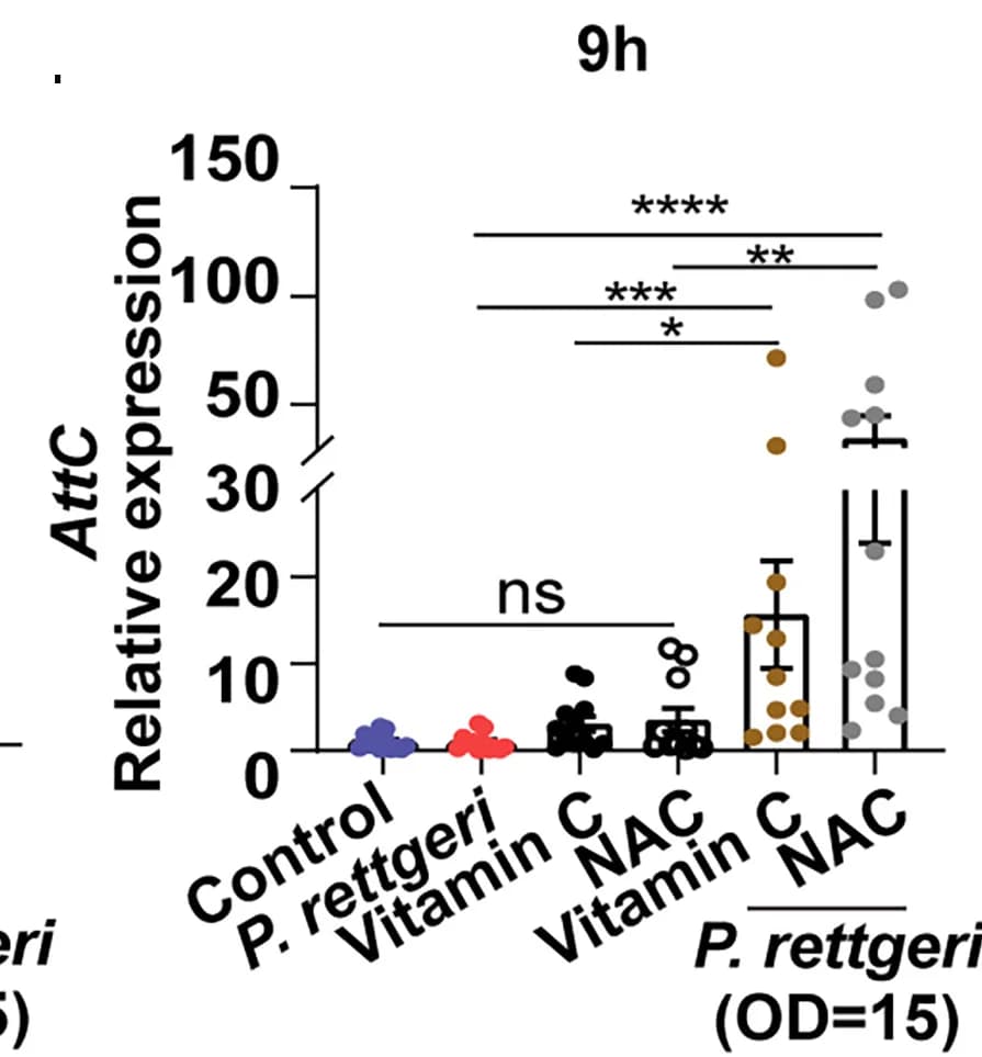 Open access visualization of Bar Plot, Error Bars, Scatter Plot, Gene Expression, AMPs AttC
