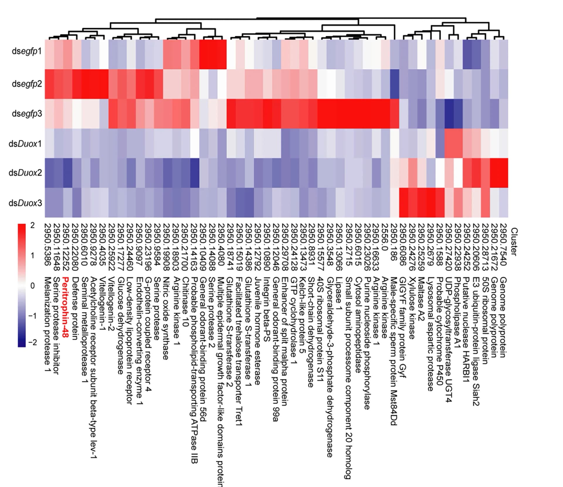 Open access visualization of Heatmap, Clustered, Unsupervised Hierarchical Clustering, Differential Expression, ds-egfp-Treated