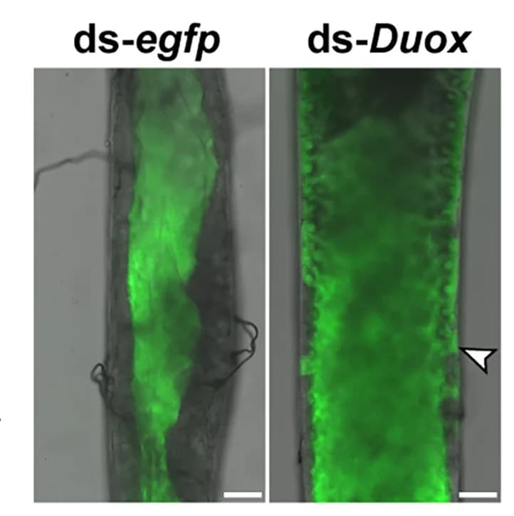 Open access visualization of Microscopy, FITC-Dextran, Endoperitrophic Space, egfpRNAi Flies, Ectoperitrophic Space