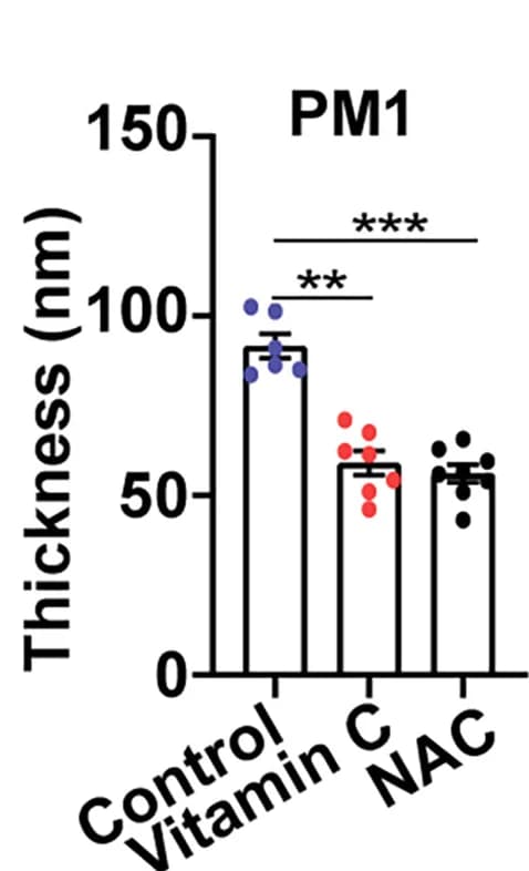 Open access visualization of Bar Plot, Error Bars, Scatter Plot, PM1 Layer, Thickness