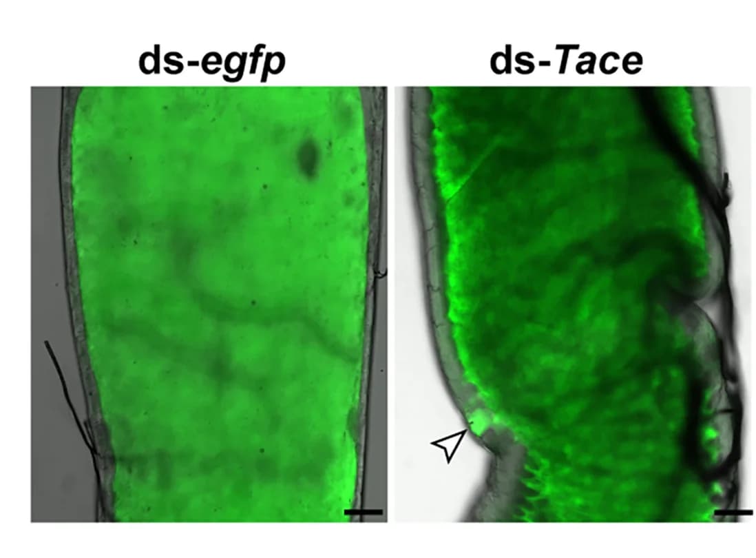 Open access visualization of Microscopy, FITC-Dextran, Endoperitrophic Space, egfpRNAi, Control Flies