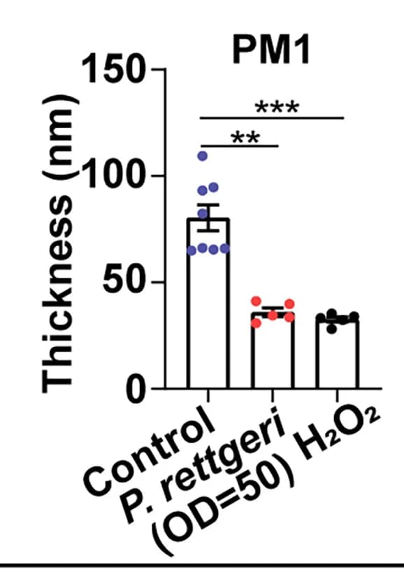 Open access visualization of Bar Plot, Error Bars, Scatter Plot, PM1 Layer, Thickness