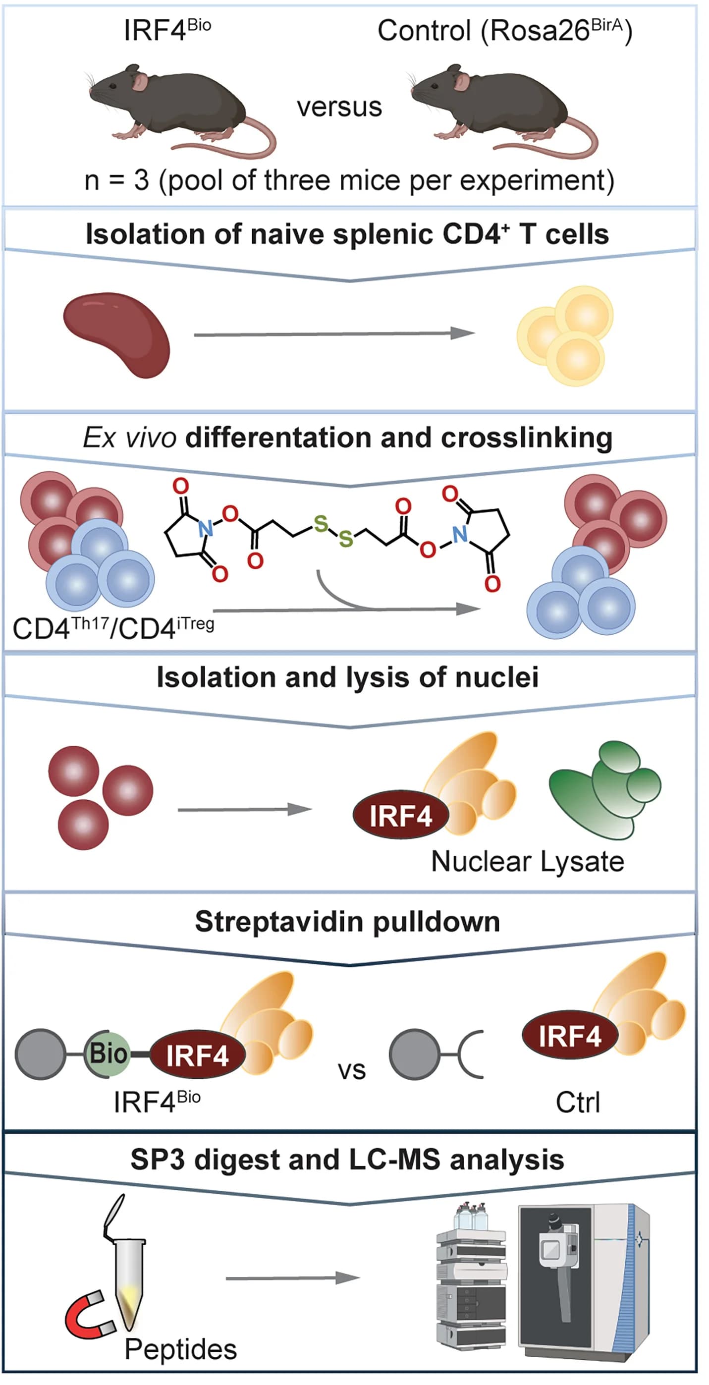 Open access visualization of Workflow, Flowchart, IRF4 Complexes, CD4Th17 Cells, CD4iTreg Cells