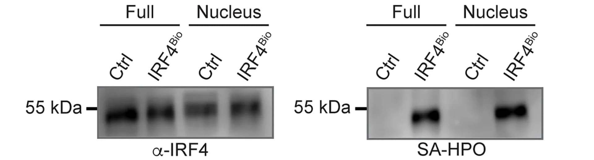 Open access visualization of Gel, Western Blot, Cellular Lysates, Nuclear Extracts, IRF4