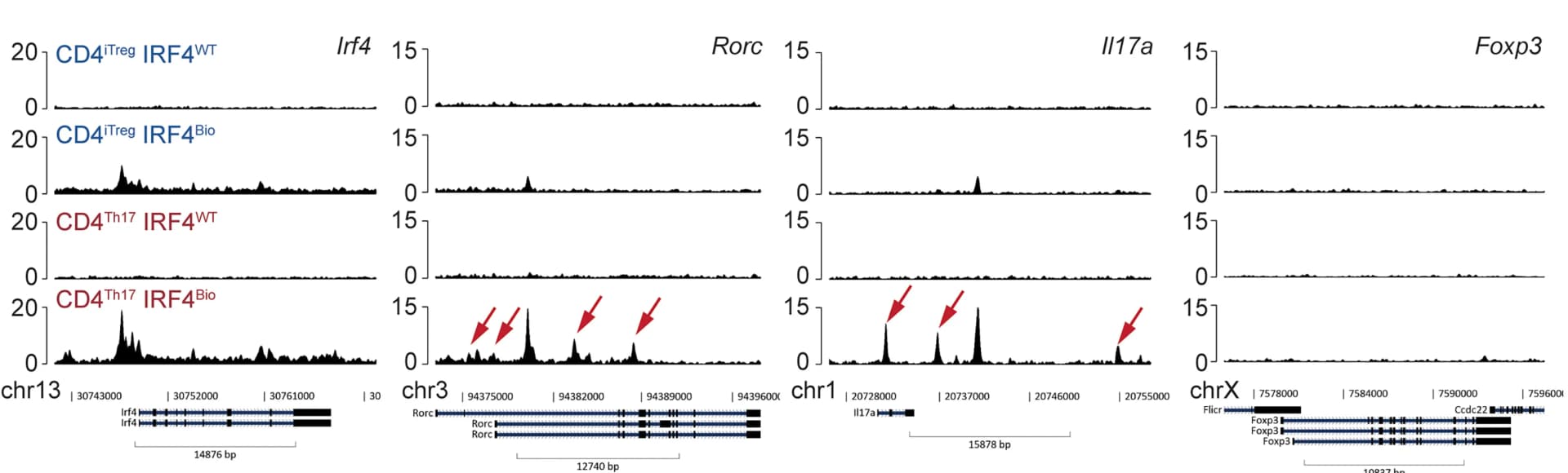 Open access visualization of Line Plot, ChIP-seq, CD4Th17 Cells, CD4iTreg Cells, Binding Tracks