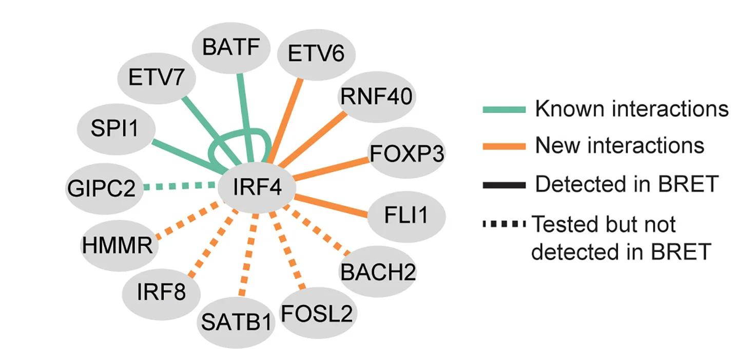 Open access visualization of Network, Pathway, Binary IRF4 Interactions, BRET