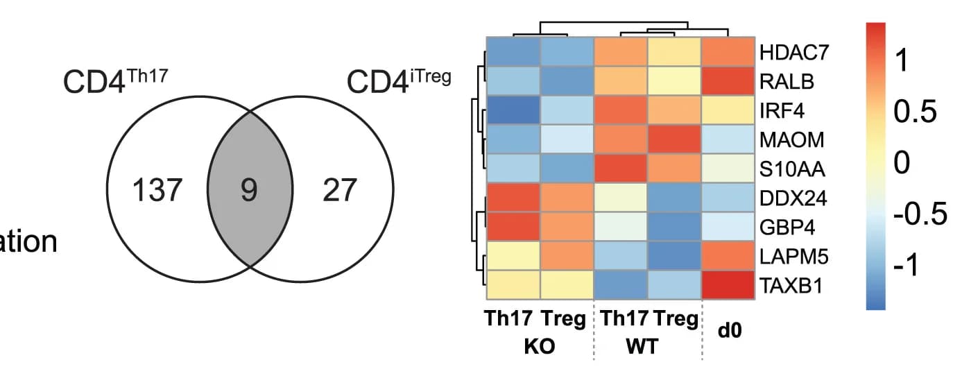 Open access visualization of Heatmap, Venn Diagram, Genes, Proteins, IRF4