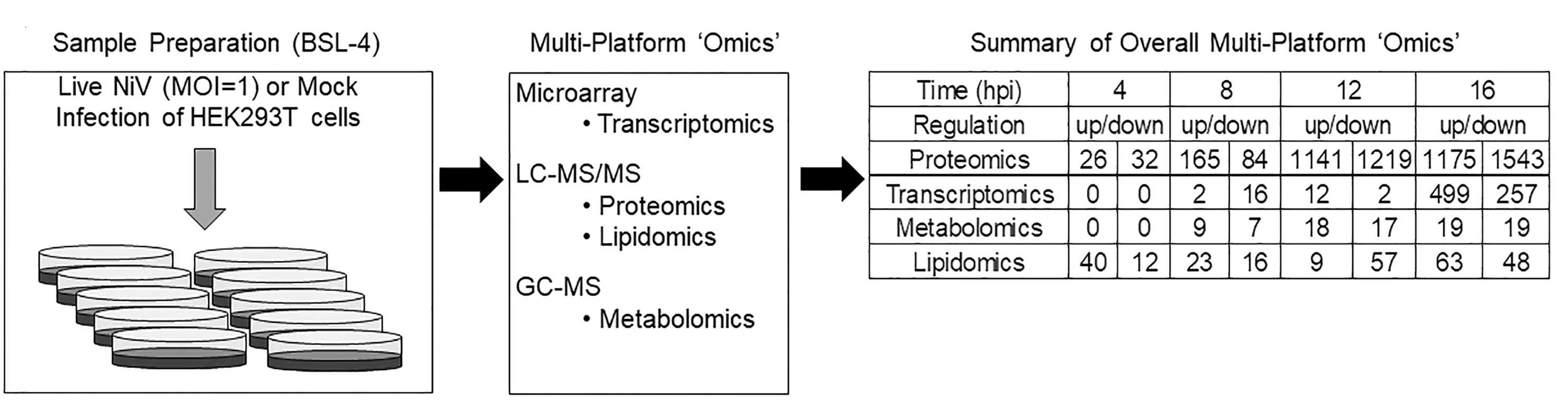 Open access visualization of Workflow, Table Image, Mock Infection, NiV Infection, HEK293T Cells