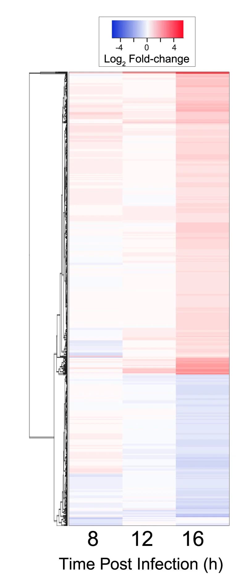 Open access visualization of Heatmap, Clustered, Microarray Data, Transcriptional Modulation, Infection