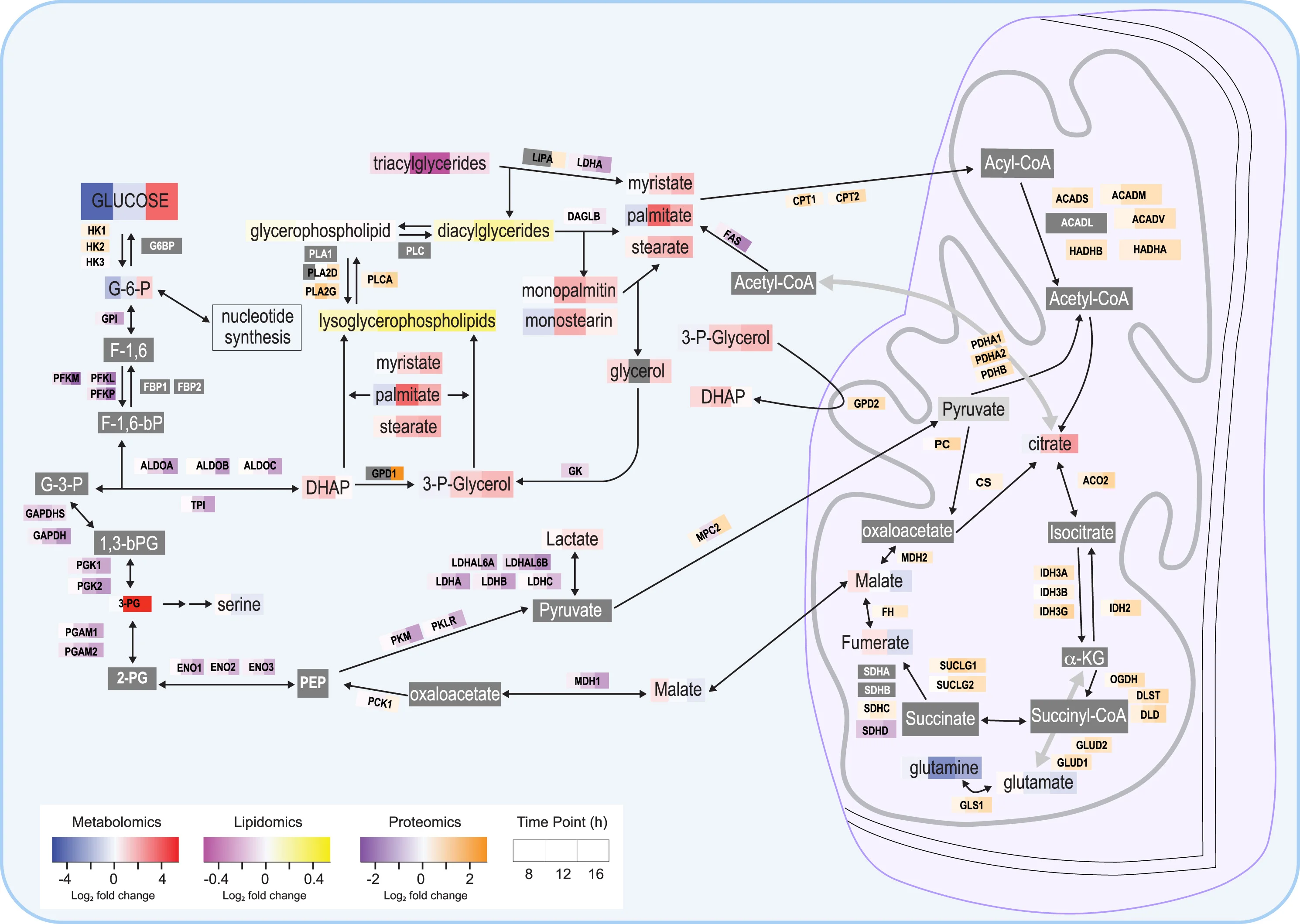 Open access visualization of Workflow, Pathway, Proteomics, Lipidomics, Metabolomics