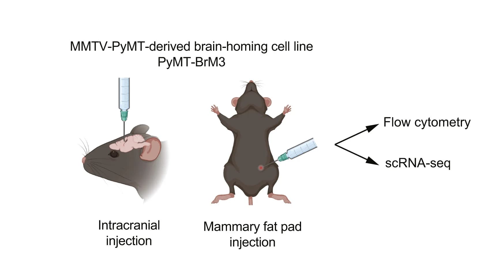 Open access visualization of Workflow, Illustration, Tumor Models, Experimental Design