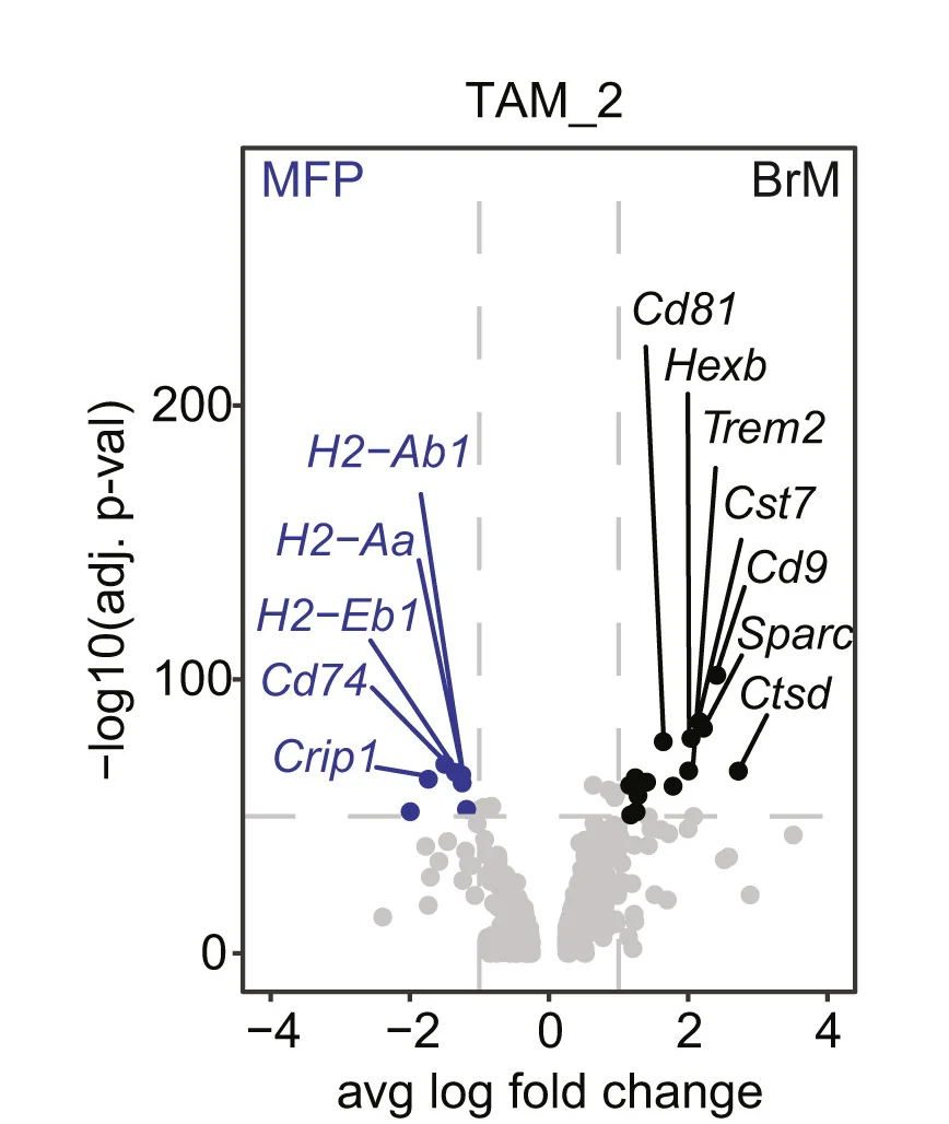 Open access visualization of Scatter Plot, Volcano Plot, Differential Expression Analysis, TAM_2 Cells, Seurat Package