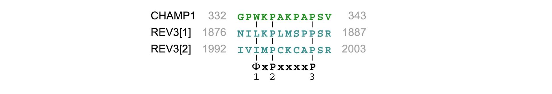Open access visualization of Illustration, Sequence Alignment, REV7-binding Sites, Human REV3, CHAMP1