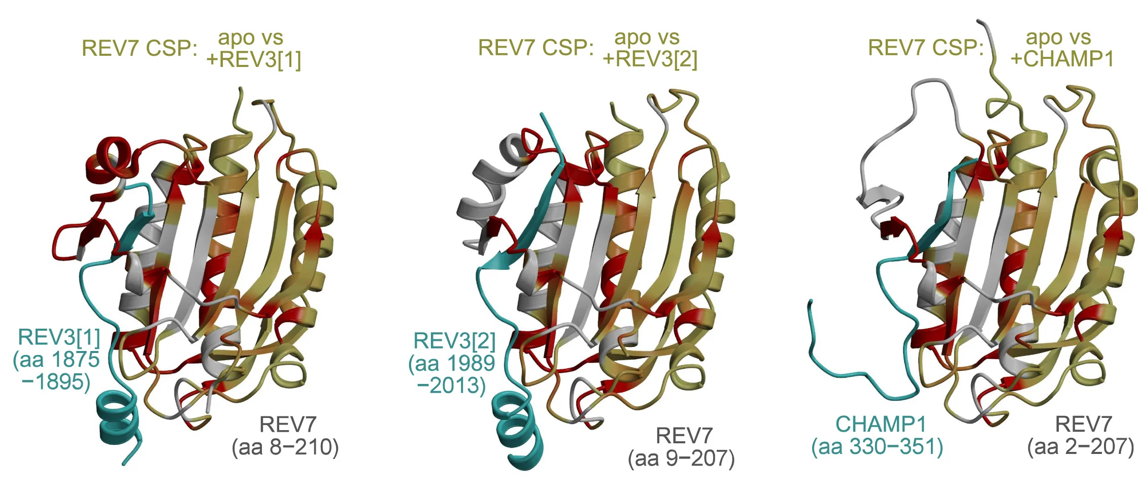 Open access visualization of Protein Structure, Conformational Changes, REV7, REV3, CHAMP1