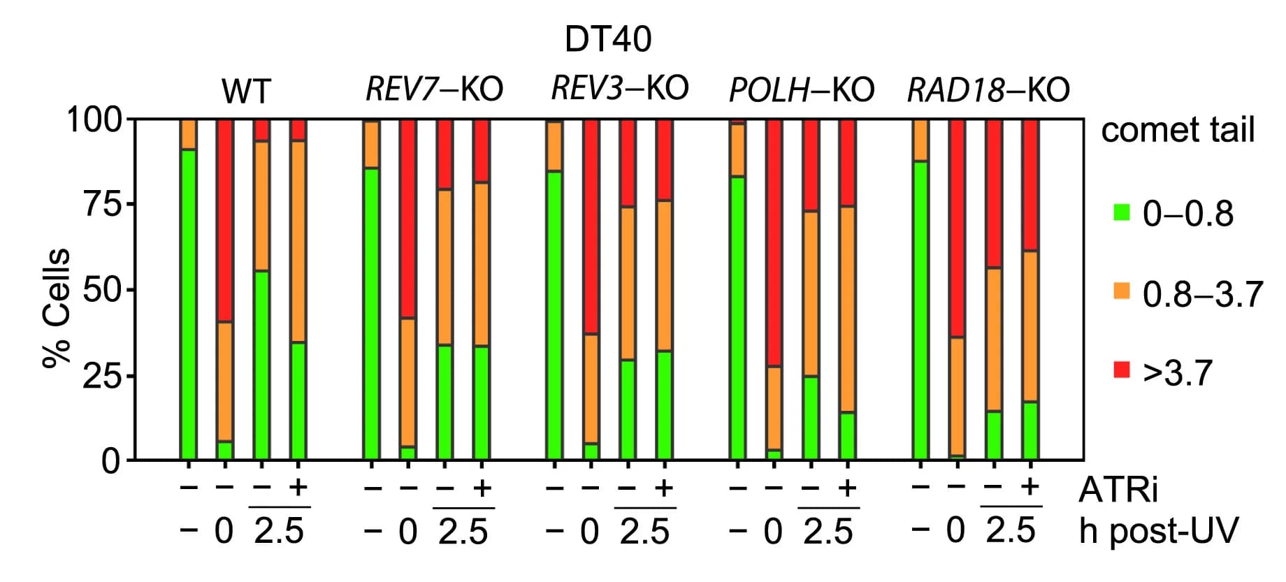 Open access visualization of Stacked Bar Plot, Wild-Type Cells, REV7-KO DT40 Cells, REV3-KO DT40 Cells, POLH-KO DT40 Cells