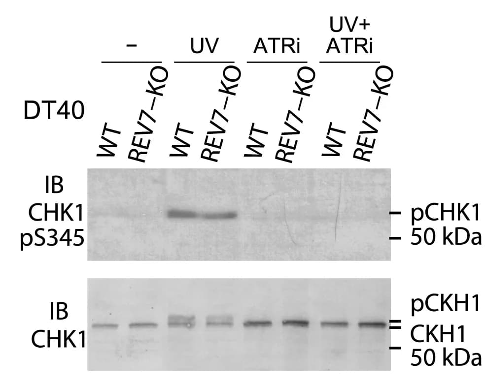 Open access visualization of Gel, Wild-Type Cells, REV7-KO DT40 Cells, UV Light, ATR Inhibitor