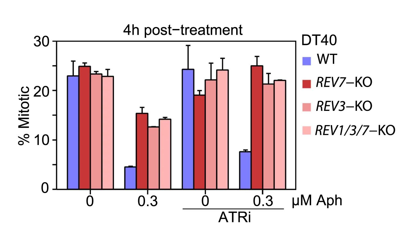 Open access visualization of Bar Plot, Error Bars, Clustered, Wild-Type Cells, REV7-KO DT40 Cells