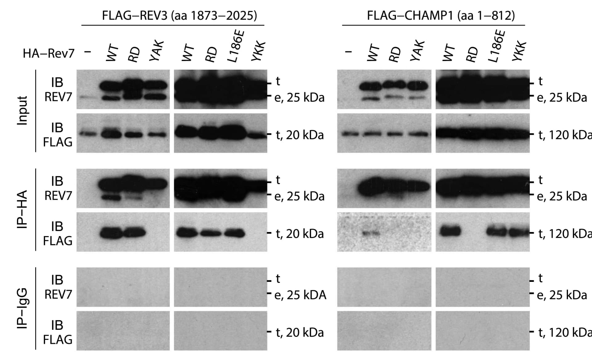 Open access visualization of Gel, REV7 Mutants, Ligand-Binding Proteins, Co-immunoprecipitation, HEK293T Cells