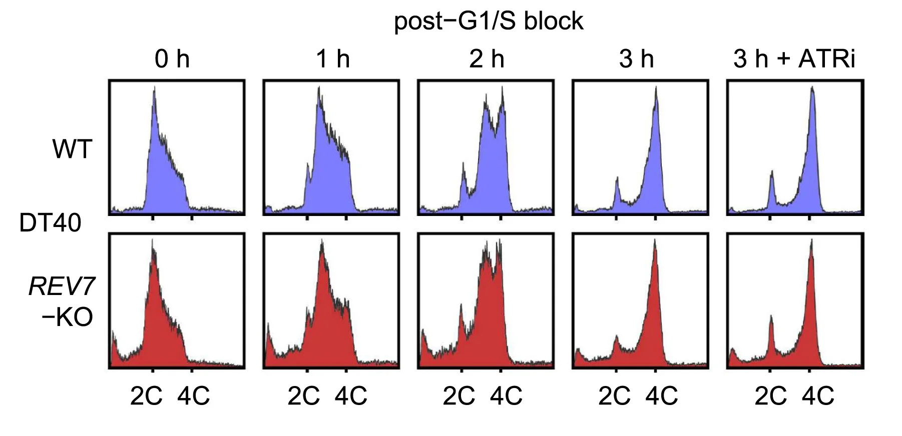Open access visualization of Density Plot, DNA Content, Flow Cytometry, Wild-type Cells, REV7-KO Cells