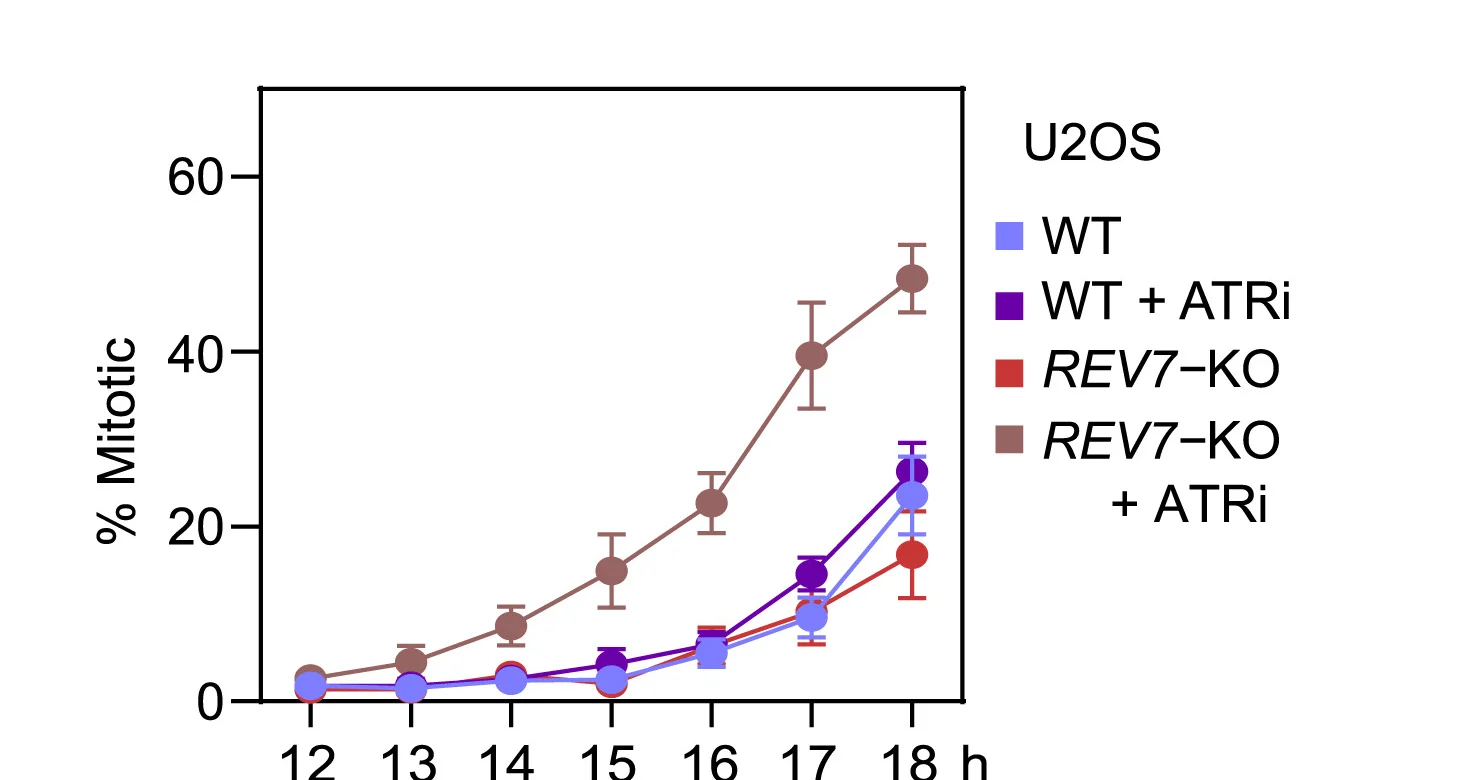 Open access visualization of Line Plot, Error Bars, Wild-type Cells, REV7-KO Cells, U2OS Cells