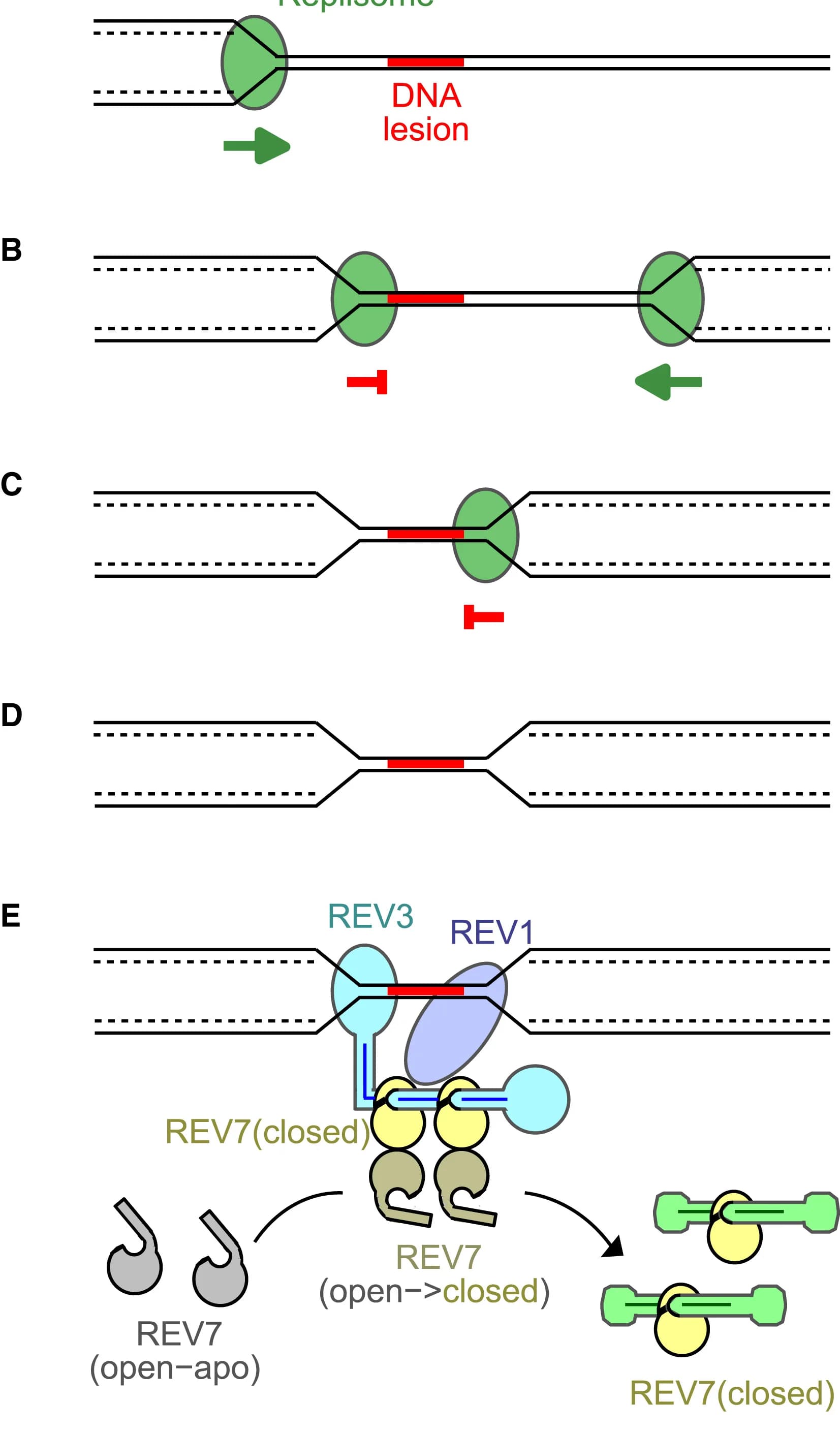Open access visualization of Workflow, Illustration, DNA Damage, Replisome, DNA Repair