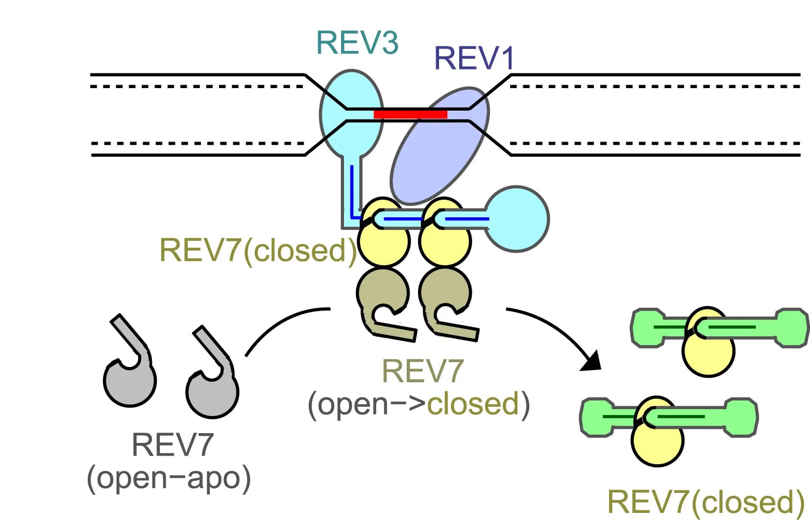 Open access visualization of Workflow, Illustration, REV7-REV3-REV1 Complex, Replisome Blockage, Mitosis Inhibition