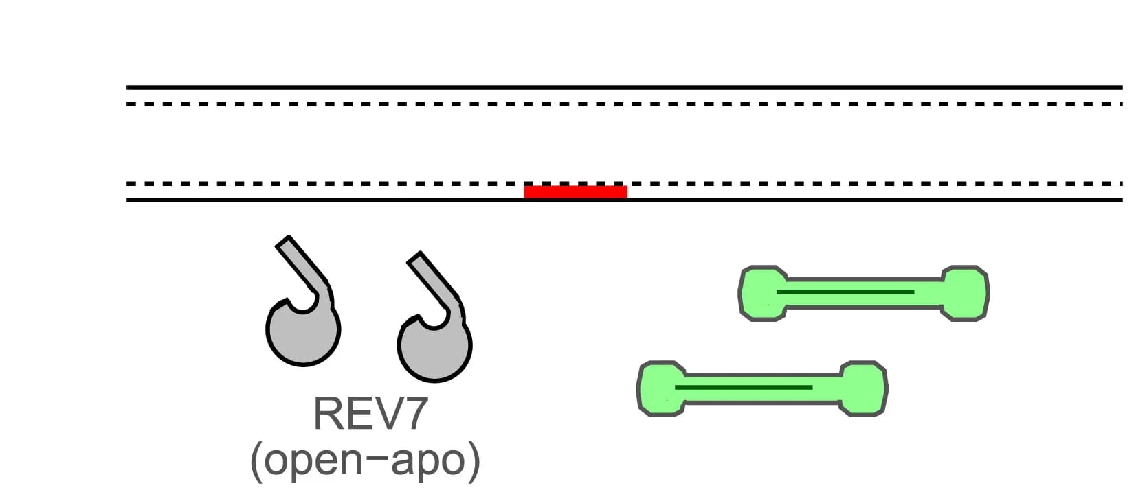 Open access visualization of Illustration, DNA Repair, Replication, REV7-REV3-REV1 Complex, Mitosis