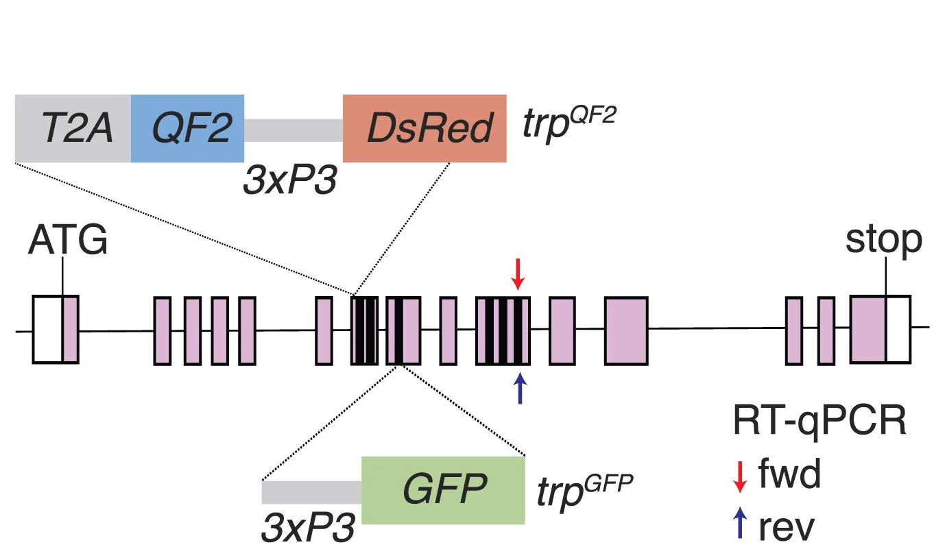 Open access visualization of Workflow, Illustration, trpQF2, trpGFP, Transmembrane Domains