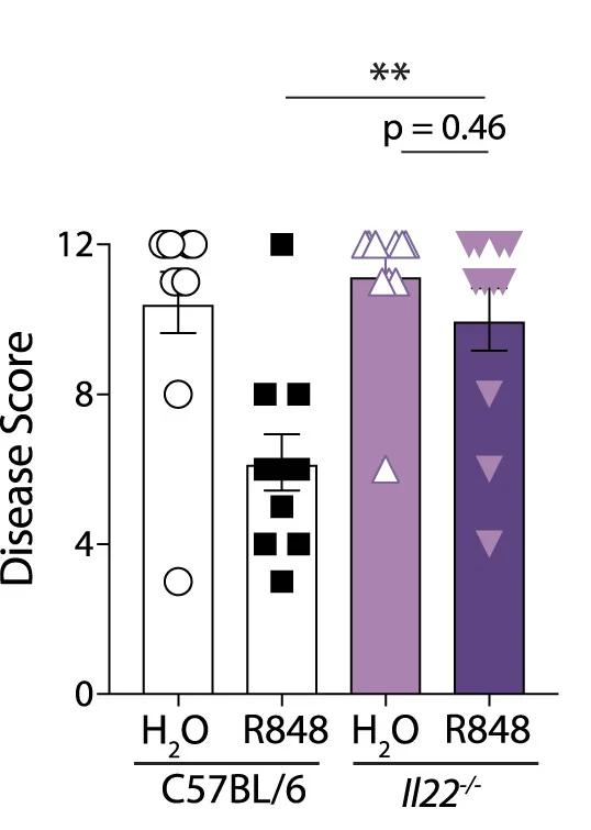 Open access visualization of Bar Plot, Error Bars, Scatter Plot, Antibiotic Treated Mice, R848