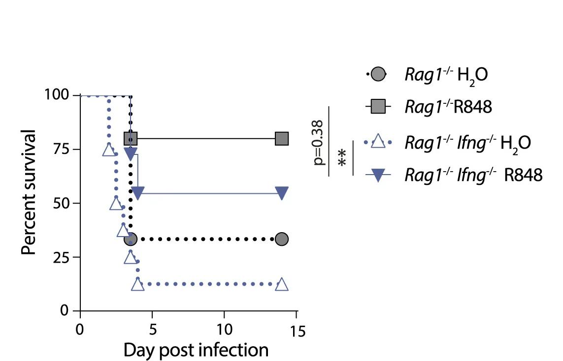 Open access visualization of Survival Curve, Line Plot, Antibiotic Treated Mice, R848, H2O