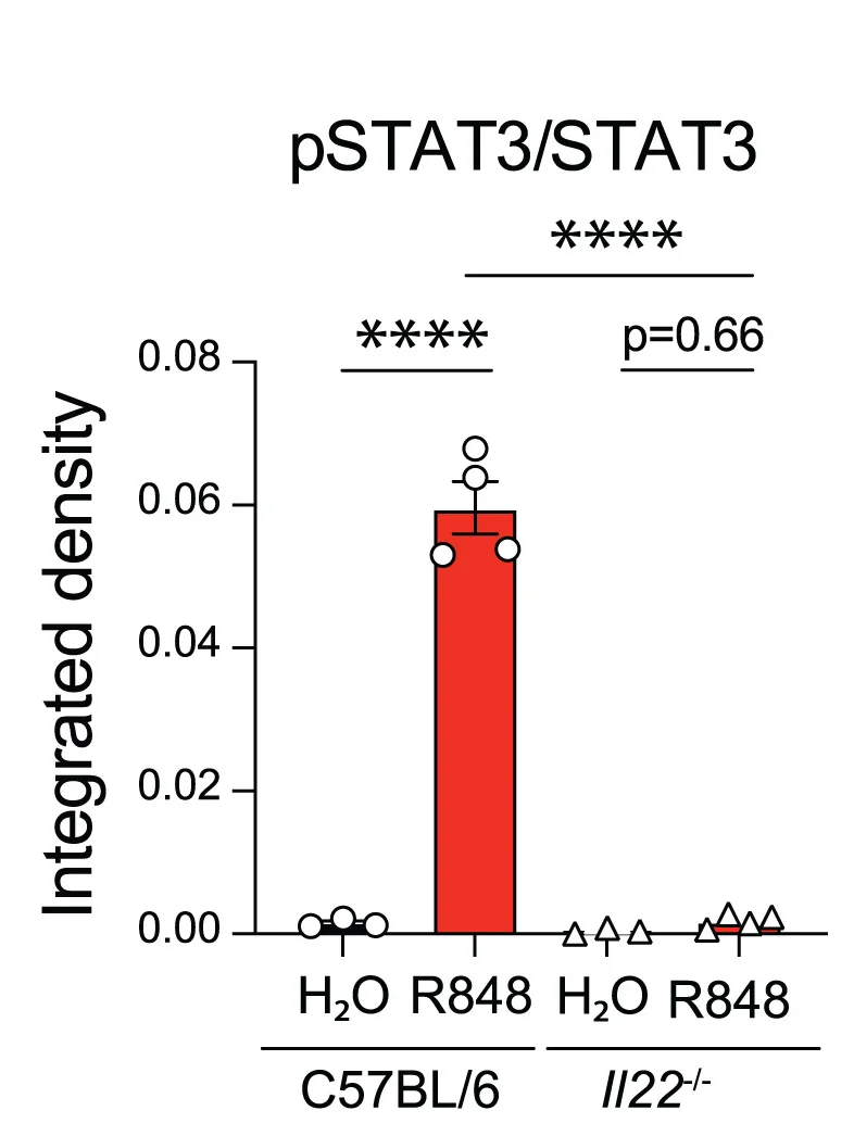 Open access visualization of Bar Plot, Error Bars, STAT3 Activation, Integrated Density, pSTAT3