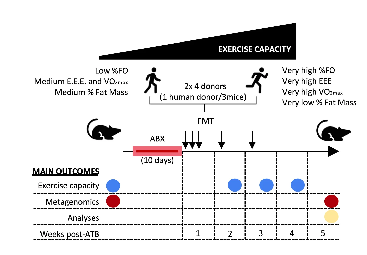 Open access visualization of Workflow, FMT, Mice, Antibiotics, Human Donors