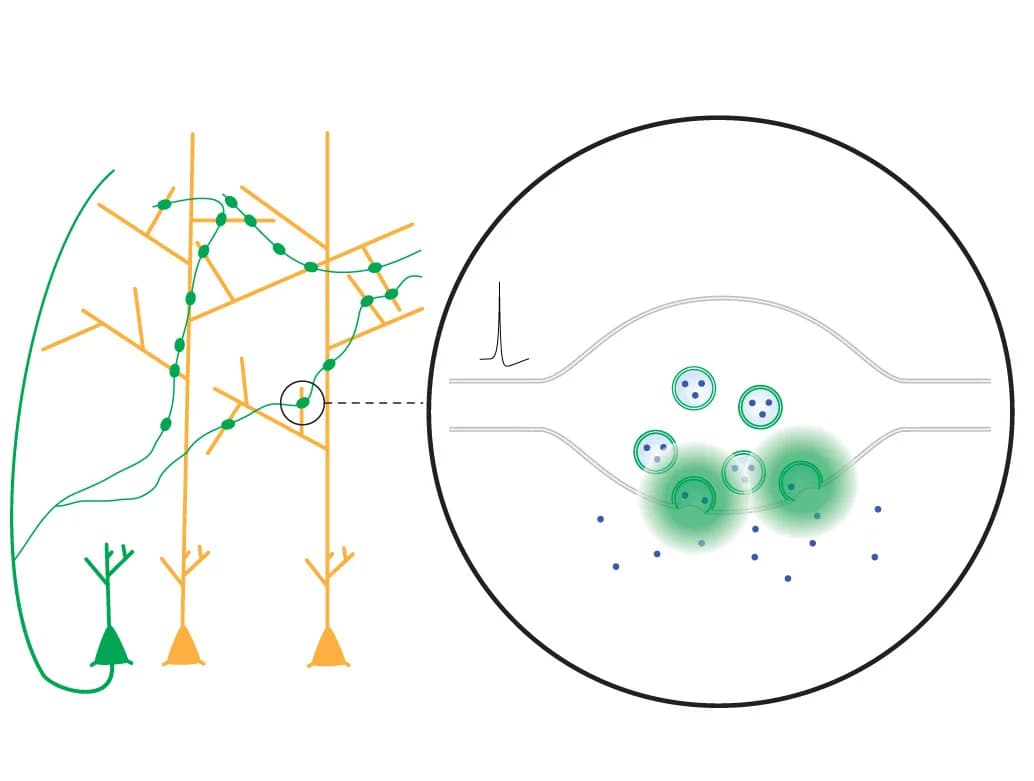 Open access visualization of Illustration, Neurotransmitter Release, pHluorin Probe, Synaptophysin-pHluorin, Synaptic Vesicles