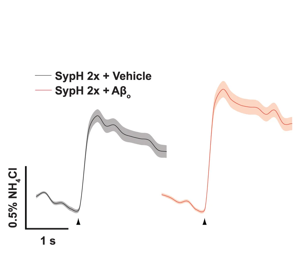 Open access visualization of Line Plot, Error Bars, Fluorescence Traces, pHluorin, Boutons