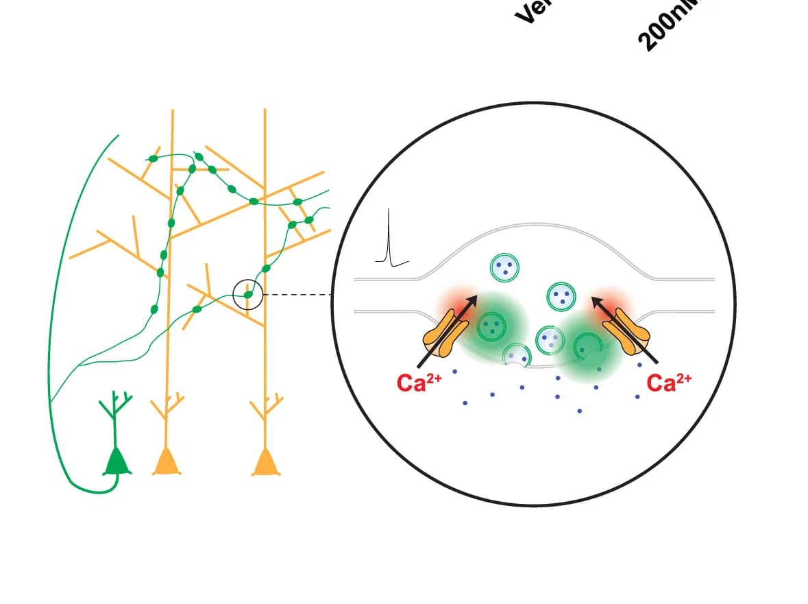 Open access visualization of Illustration, Presynaptic Calcium Entry, SyGCaMP5, Synaptophysin-GCaMP5, Synaptic Vesicles