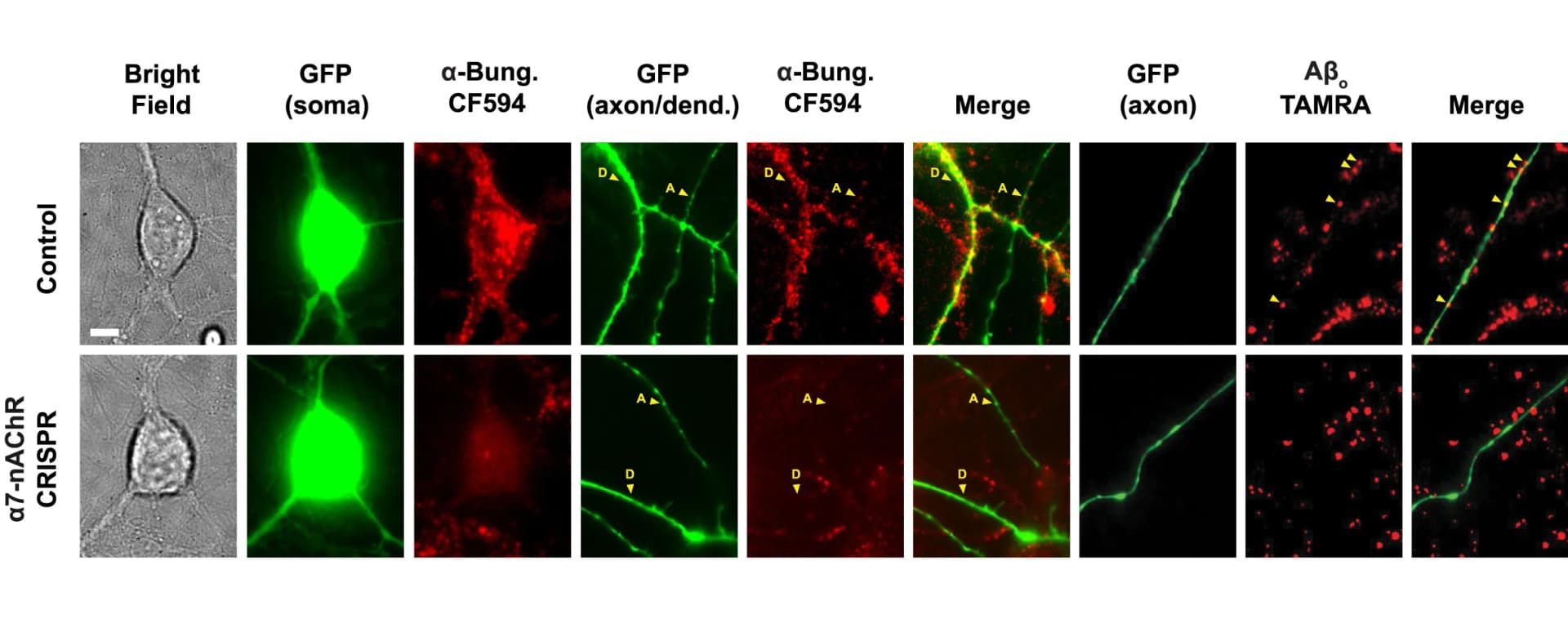 Open access visualization of Microscopy, Hippocampal Neurons, CRISPR-Cas9, alpha 7 nAChR, alpha-Bungarotoxin