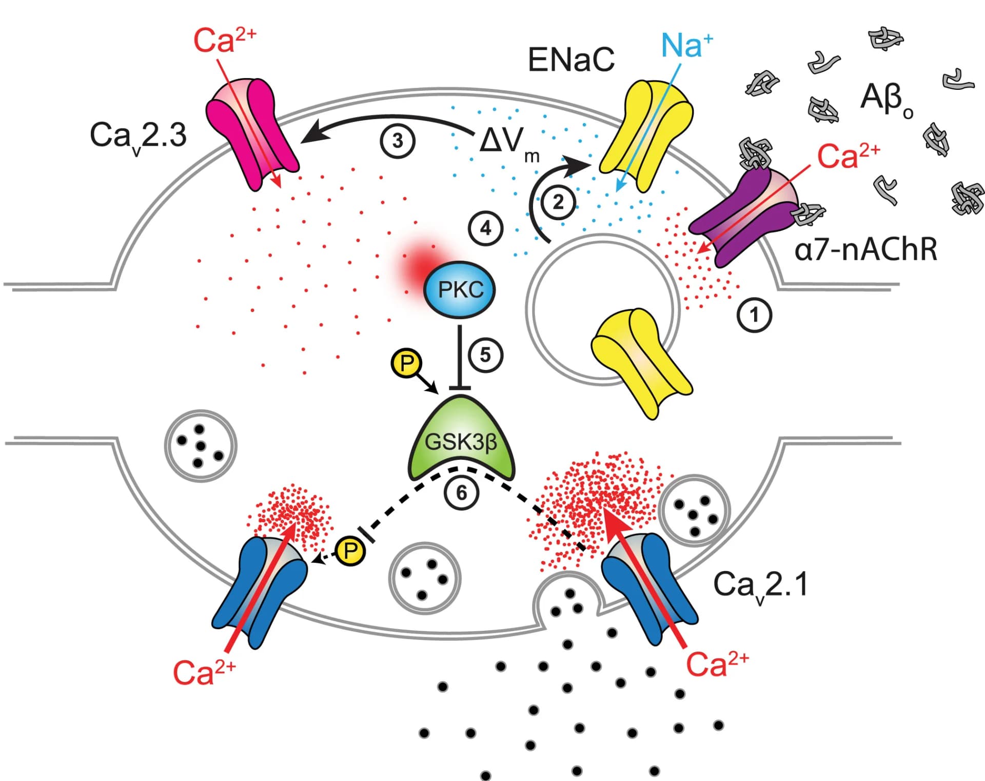 Open access visualization of Workflow, Flowchart, Illustration, Neurotransmitter Release, Amyloid-beta oligomers