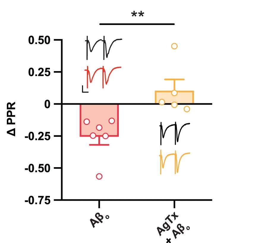 Open access visualization of Box Plot, Scatter Plot, Line Plot, Paired-Pulse Ratio, Acute Slices