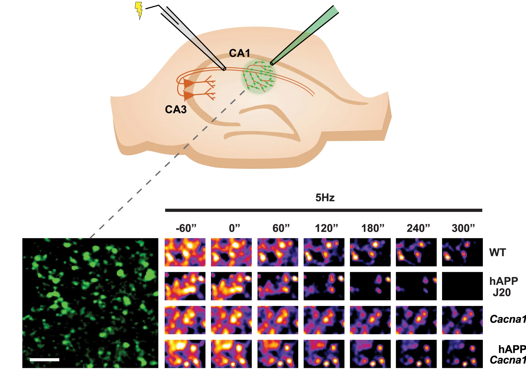 Open access visualization of Microscopy, Photo, Synaptic Vesicle Exocytosis, FM 1-43 Dye, CA3-CA1 Synapses