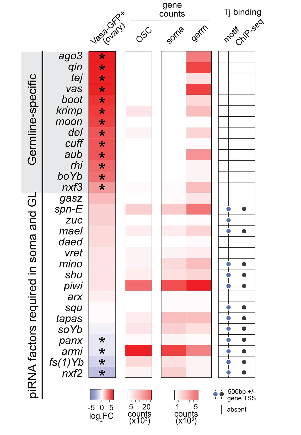 Open access visualization of Heatmap, Germline Cells, Somatic Cells, piRNA Pathway Genes, Gene Expression