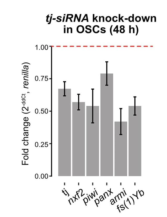 Open access visualization of Bar Plot, Error Bars, RT-qPCR, siRNA Knockdown, Tj