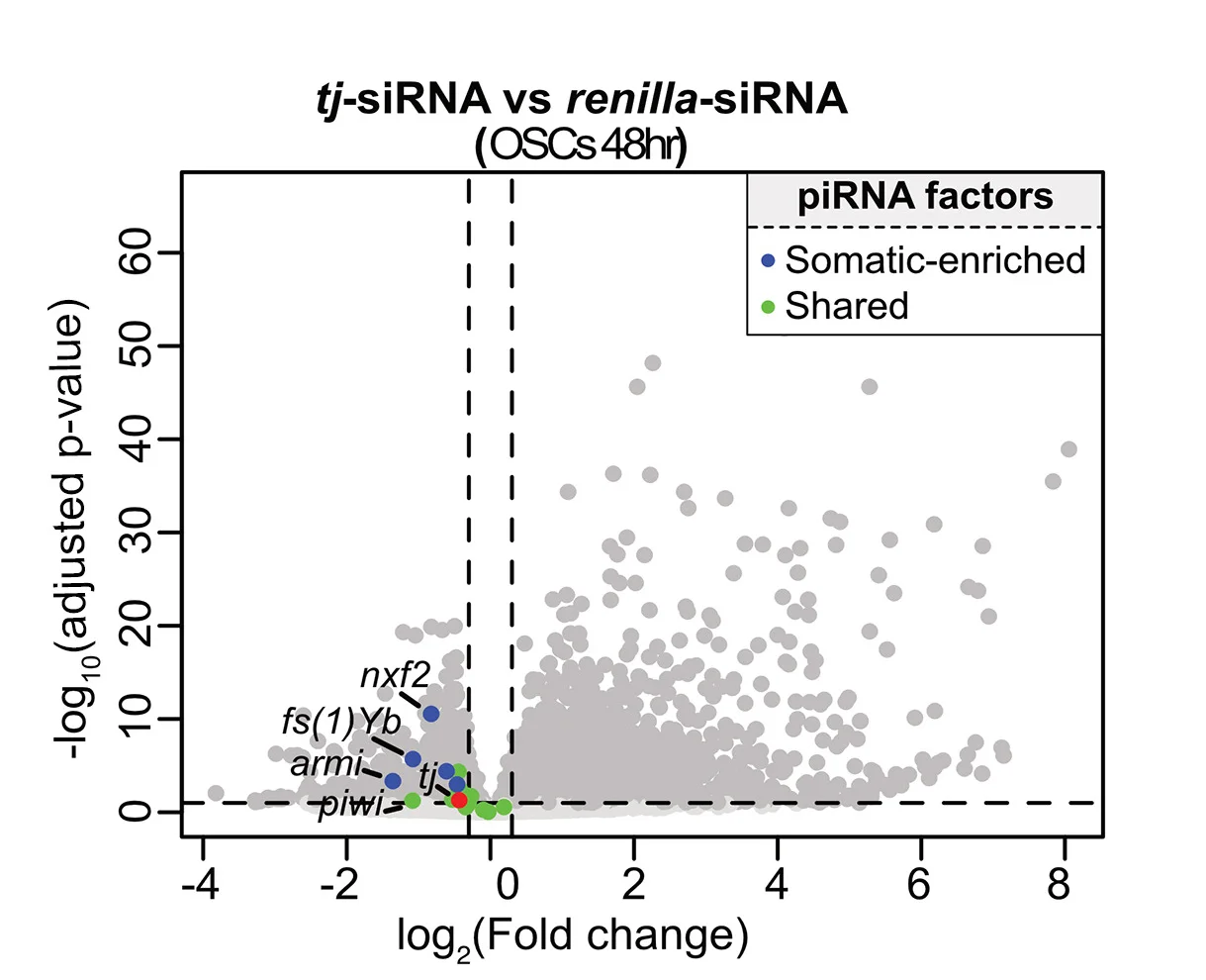 Open access visualization of Volcano Plot, Scatter Plot, Differential RNA-seq, siRNA Knockdowns, Soma-enriched piRNA pathway genes