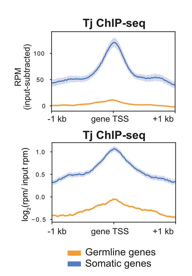 Open access visualization of Line Plot, Error Bars, Genomic Binding Profiles, Tj, Promoters