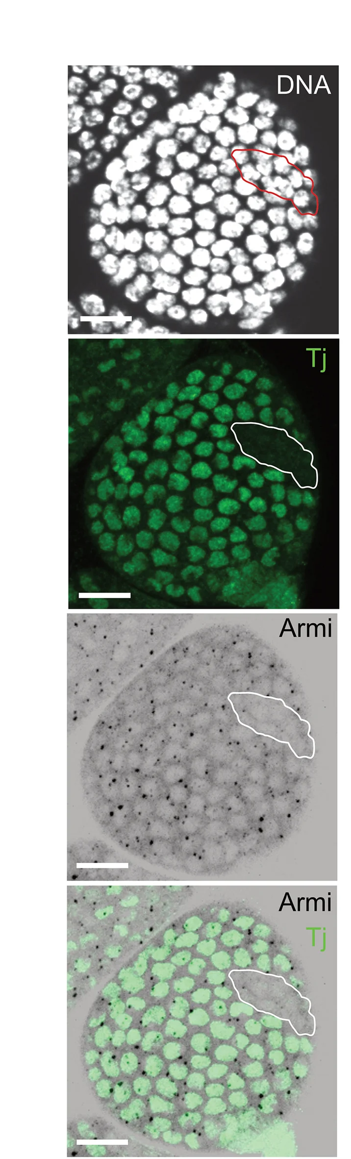 Open access visualization of Microscopy, Confocal Images, tjeo2clonal Egg Chamber, Armi Protein, Tj Protein