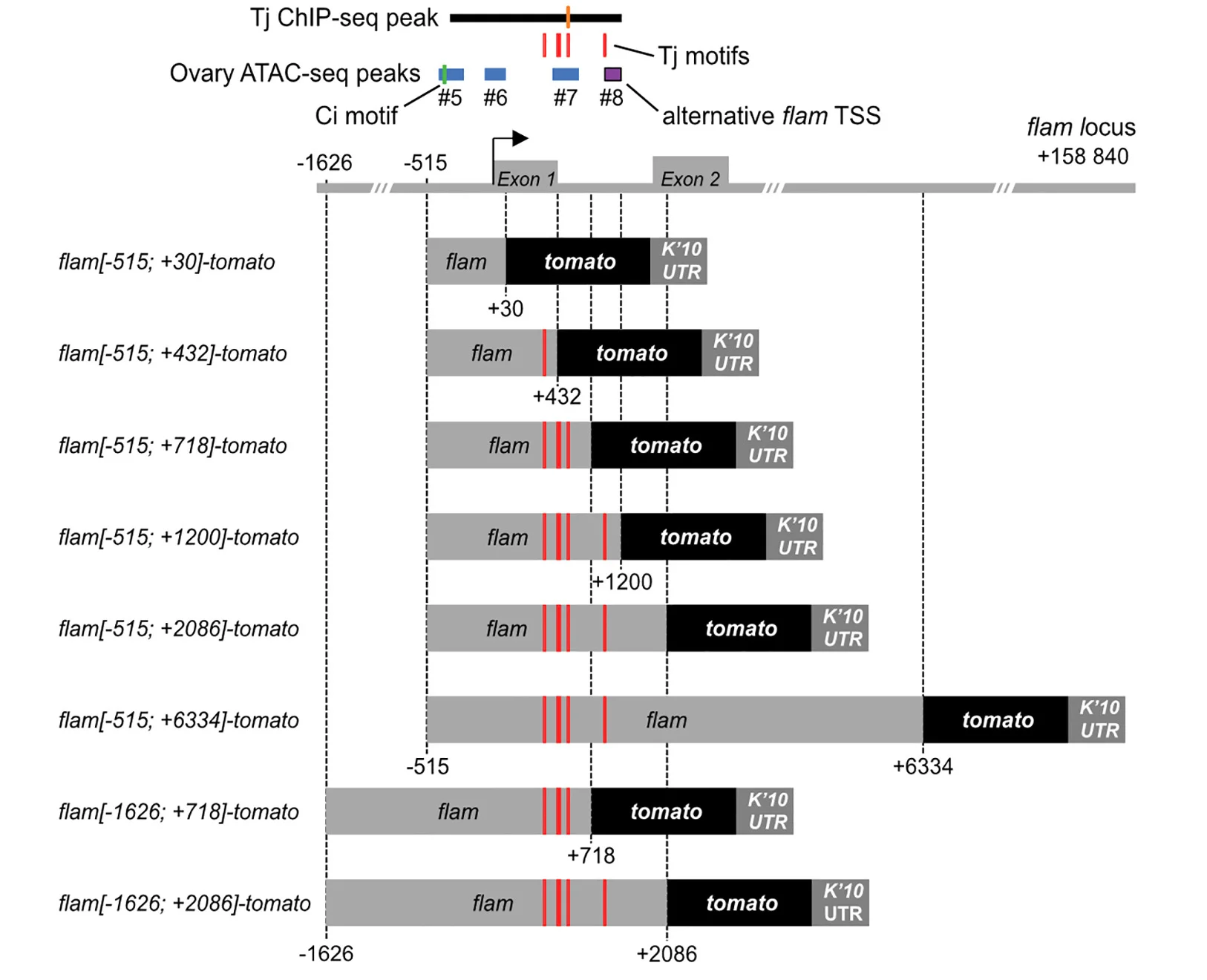 Open access visualization of Illustration, Transgenic Reporter Constructs, ChIP-seq Peak, Tj Motifs, ATAC-seq Peaks