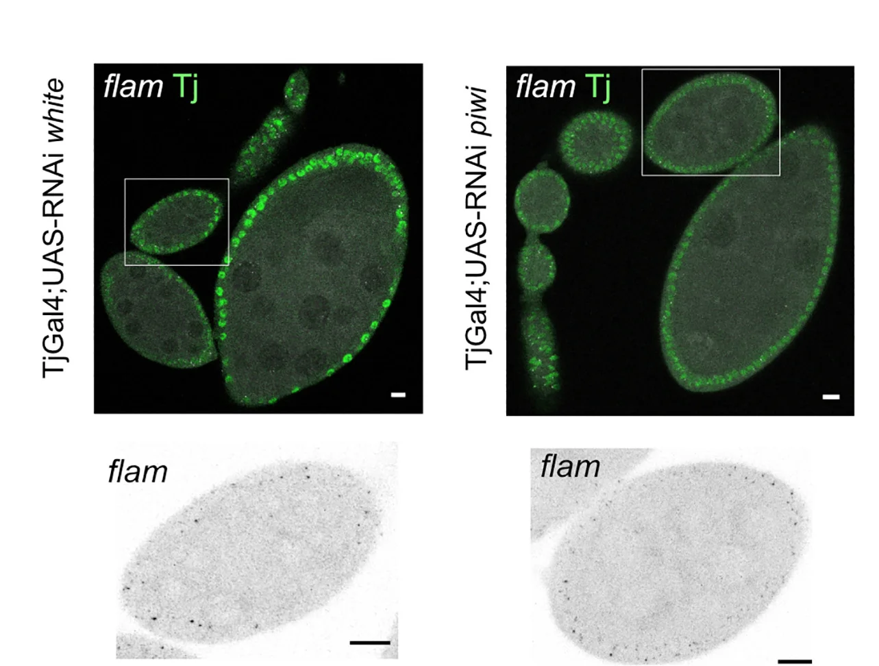 Open access visualization of Microscopy, Confocal Images, Egg Chambers, flamRNA, Tj