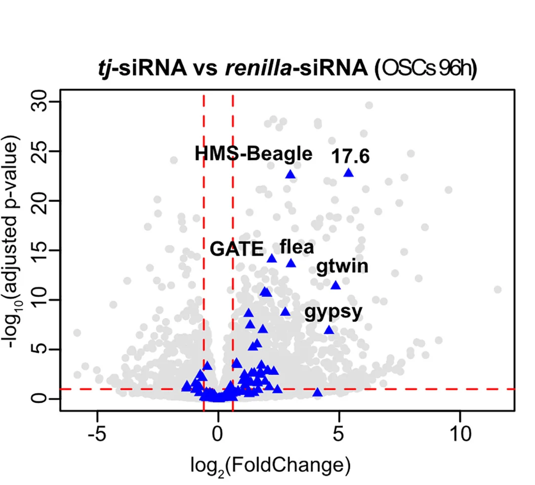 Open access visualization of Volcano Plot, gypsy-family TEs, siRNA Knockdowns, OSCs, mRNA-seq Analysis